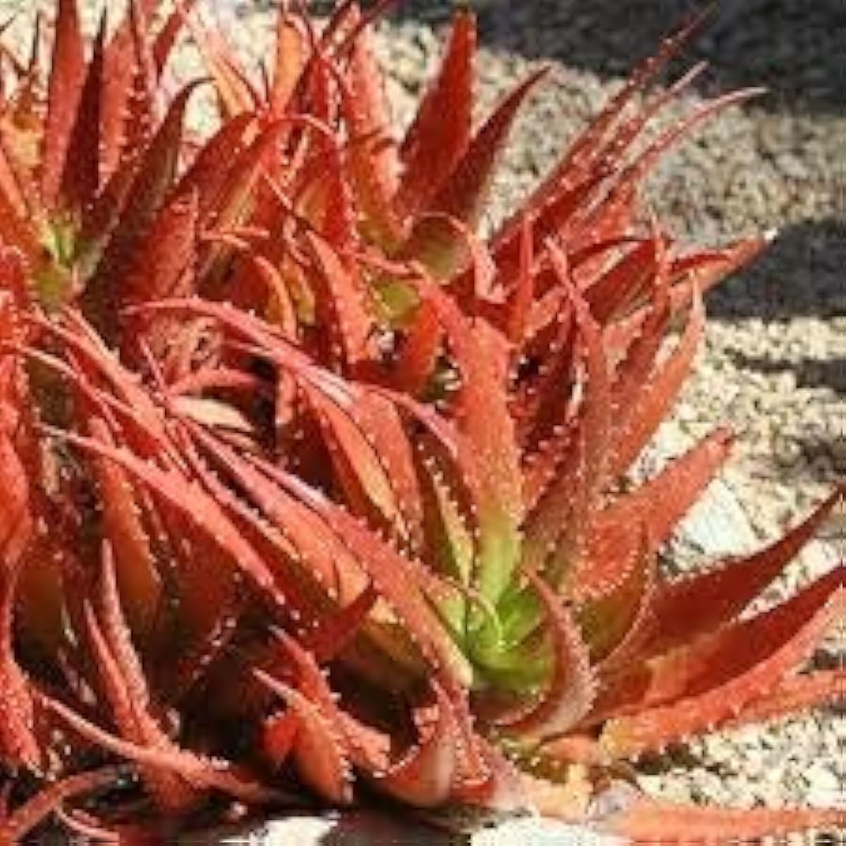 Dark Orange Aloe Vera Seeds up to 50%