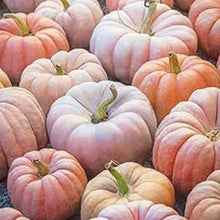 Deeply Ribbed Princess Pumpkin Seeds