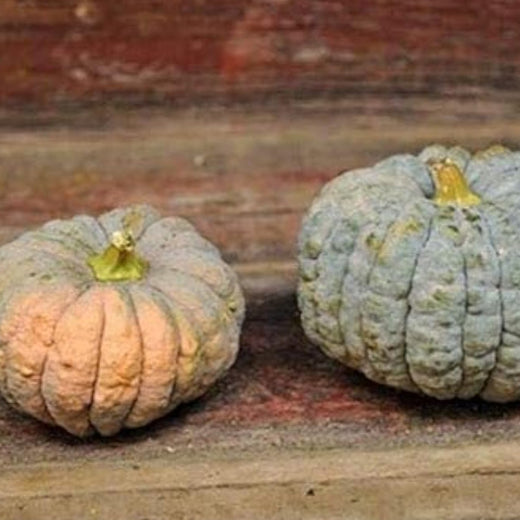 Black Futsu Squash Seeds