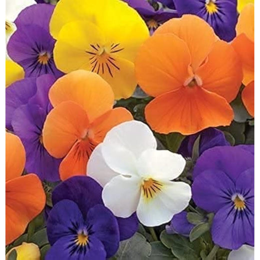 Mix Viola Seeds