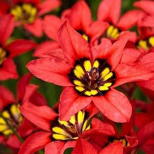 Red Sparaxis Flower Seeds