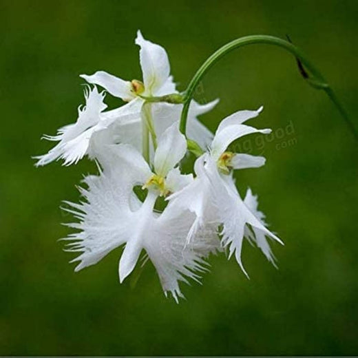 White Egret Orchid Seeds