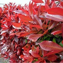 Red Tip Photinia Seeds