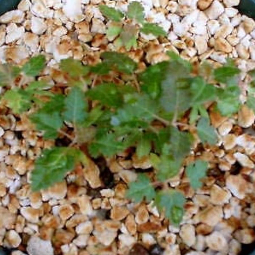 Boswellia Sacra Plant Seeds up to 50%