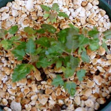 Frankincense Seeds