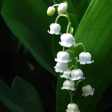 Lily of the Valley Seeds
