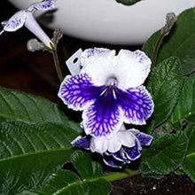 Cape Primrose Flower Seeds