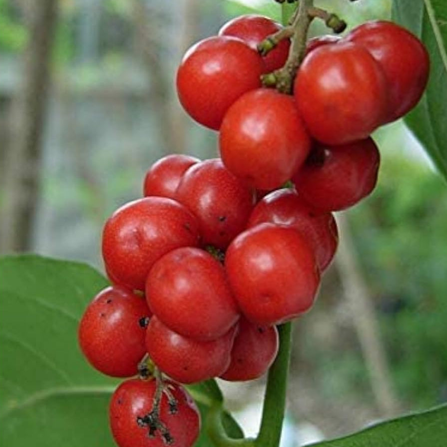 Ya-Nang Exotic Plant Seeds up to 50%