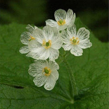 Skeleton Flower Seeds