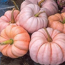 Deeply Ribbed Princess Pumpkin Seeds