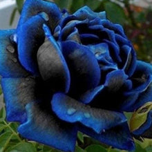 Midnight Supreme Rose Seeds