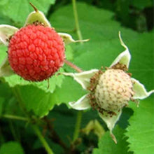 Thimbleberry Seeds