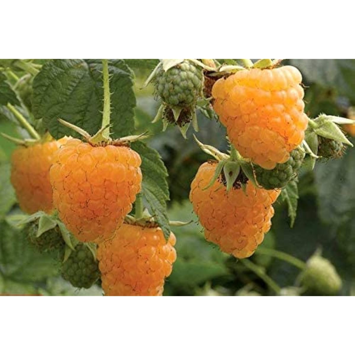 Gold Raspberry Seeds up to 50%
