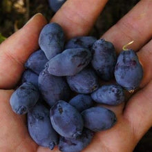 Blue Haskap Berry Seeds