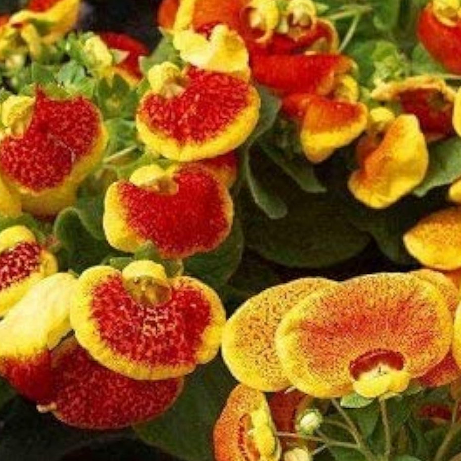 Calceolaria Uniflora Flower Seeds
