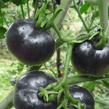 Black Tomato Seeds
