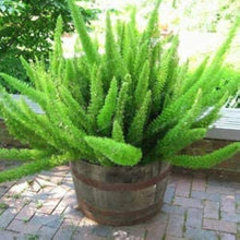 Foxtail Fern Seeds