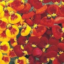 Calceolaria Uniflora Flower Seeds