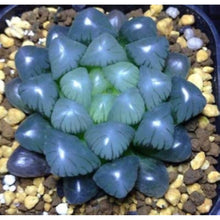 Crystal Haworthia Seeds