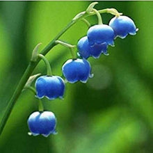 Lily of the Valley Seeds