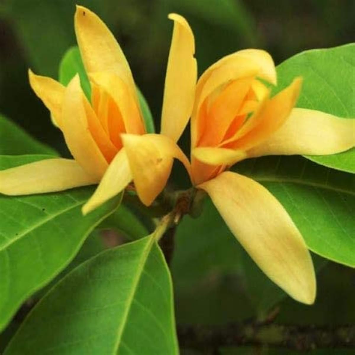Champa Fragrant Flower Seeds up to 50%