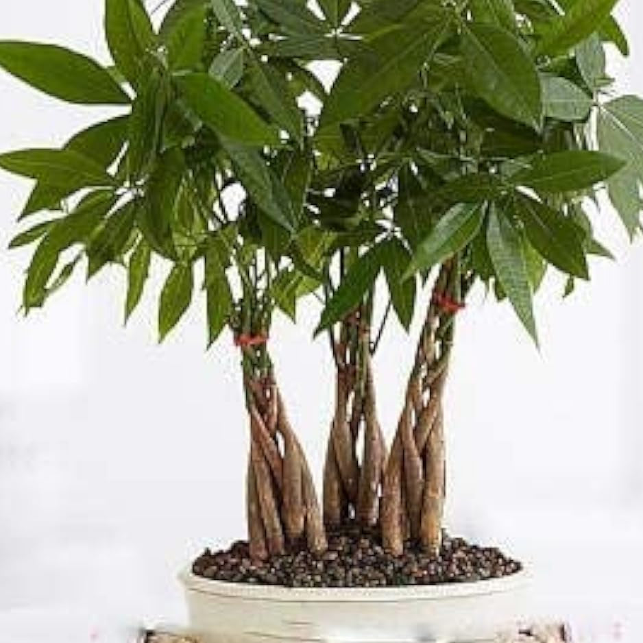 Money Tree Seeds – up to 50%