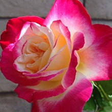 Double Delight Rose Seeds