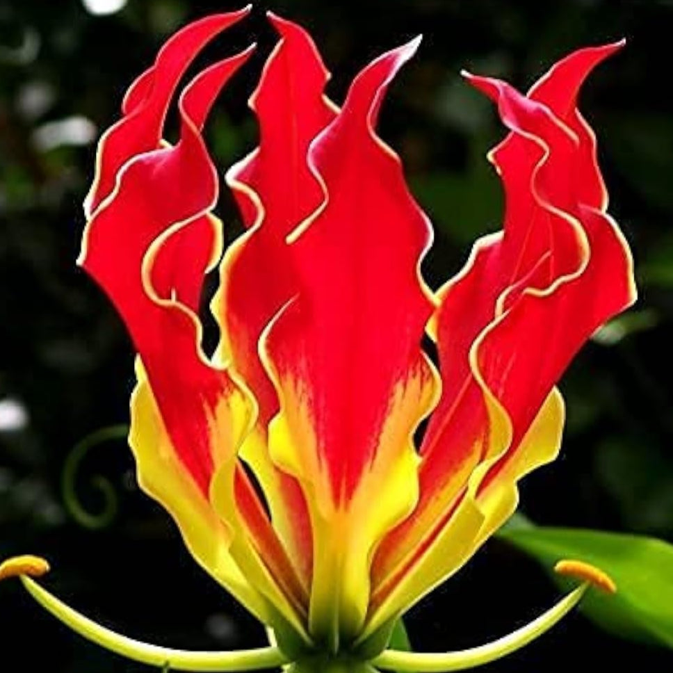 Flame Lily Seeds