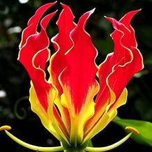 Flame Lily Seeds