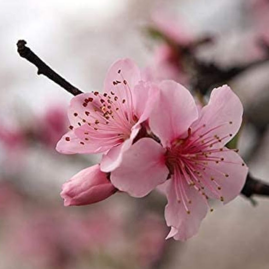 Pink Cherry Blossom Seeds