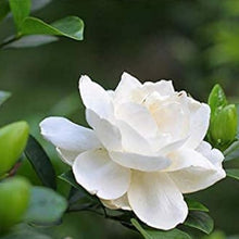 Gardenia Flower Seeds