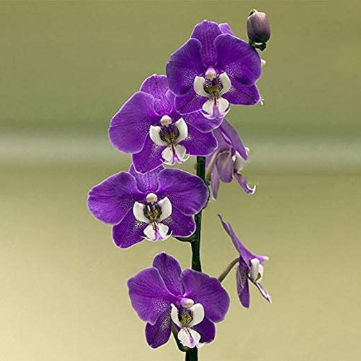 Cymbidium Orchid Seeds Butterfly Orchid Home & Wedding Decoration