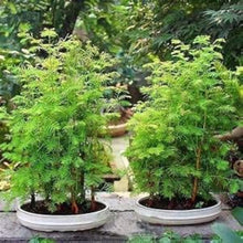 Dawn Redwood Bonsai Seeds