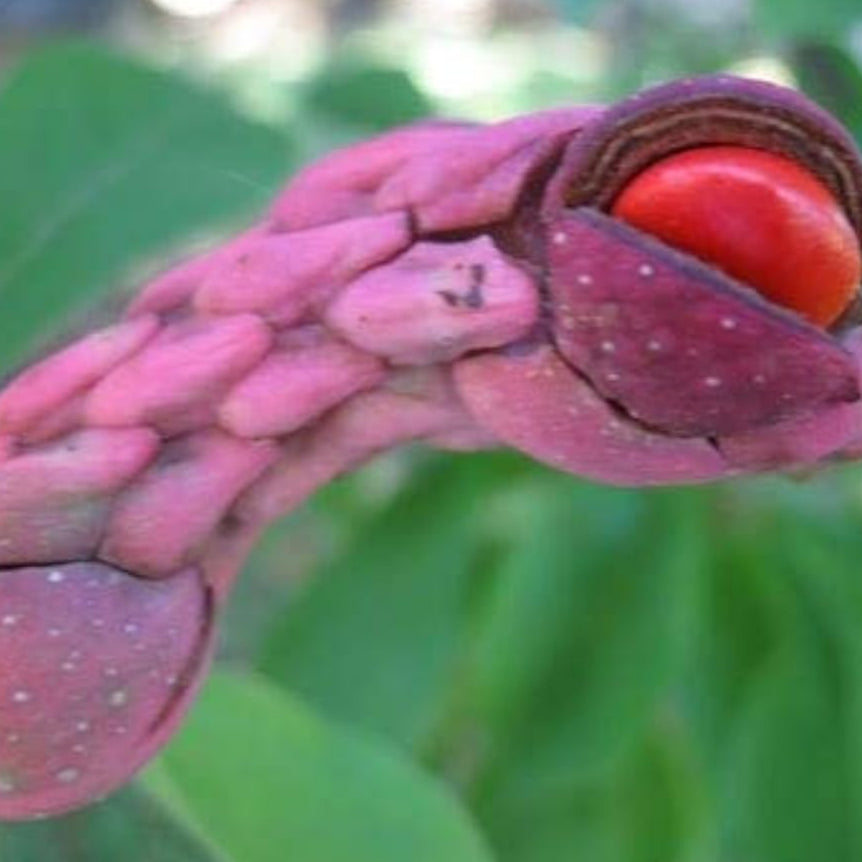 Magnolia Tree Seeds