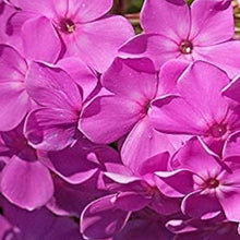 Phlox Paniculata Drummondii Seeds