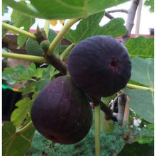 Black Madeira Fig Seeds
