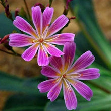 Lewisia Cotyledon Flower Seeds