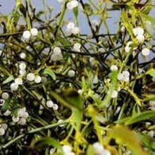 White Mistletoe Seeds