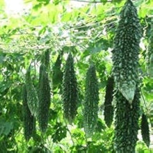 Dark Jade Bitter Melon Seeds