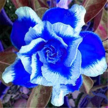 Blue White Desert Rose Seeds