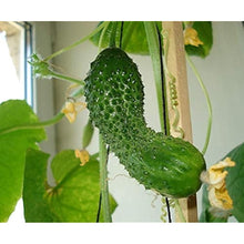 Cucumber Seeds