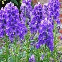 Monkshood Flower Seeds