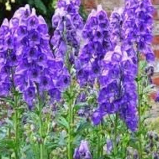 Monkshood Flower Seeds