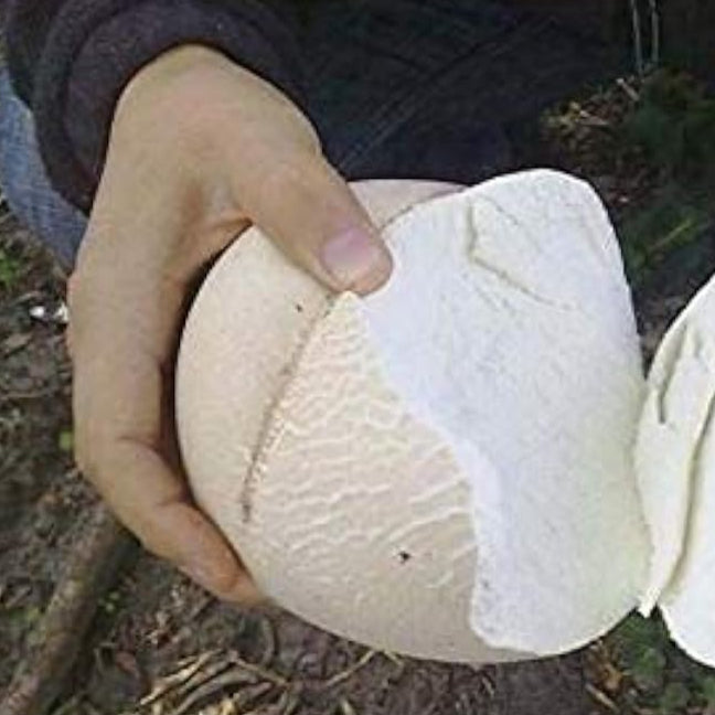 Giant Puffball Mushroom Spores up to 50%