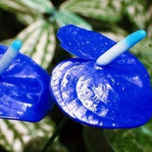 Blue Anthurium Flower Seeds