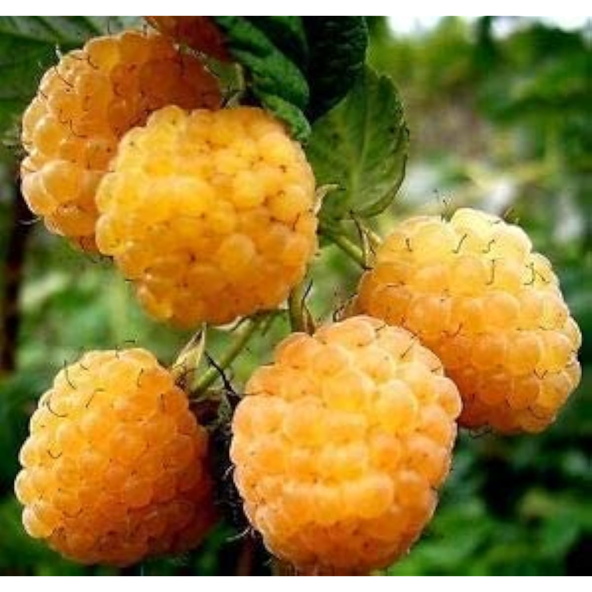 Gold Raspberry Seeds up to 50%