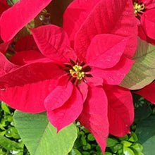 Poinsettia Seeds