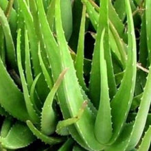 Light Green Aloe Vera Seeds