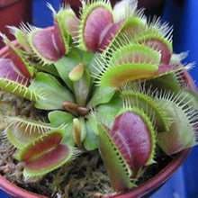 Carnivorous Plant Seeds
