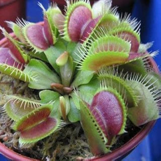 Carnivorous Plant Seeds